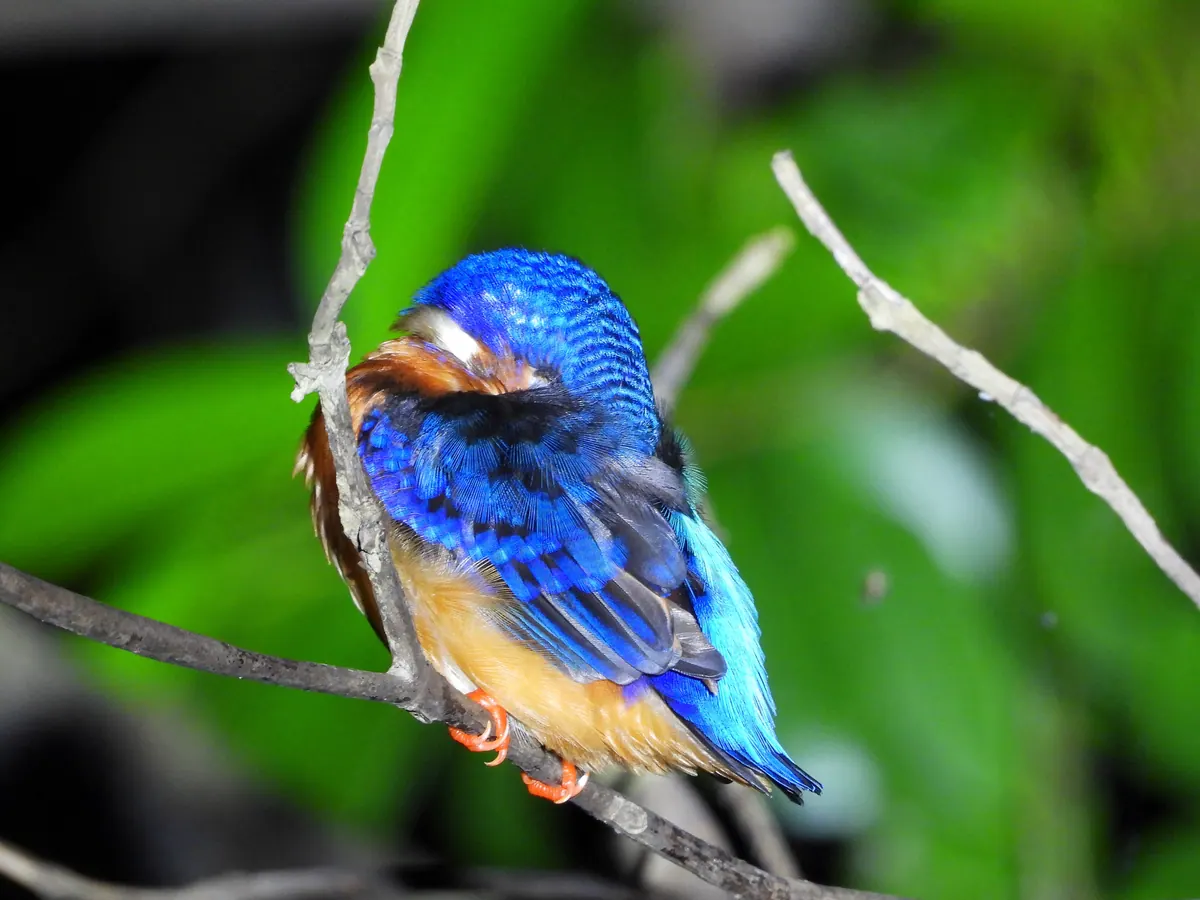 A blue-eared kingfisher on the Kinabatangan, one of the many bird species seen from the boats