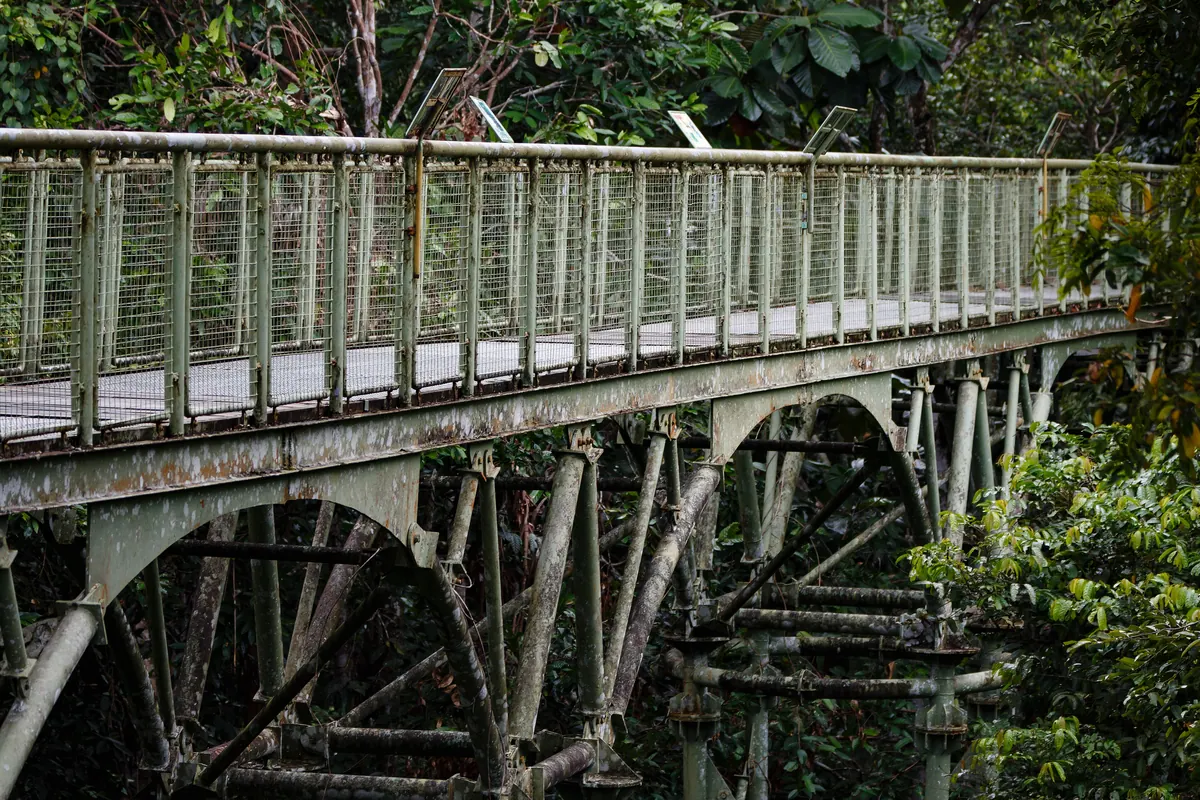 The canopy walkway at the Rainforest Discovery Centre near Sepilok, raised among the treetops