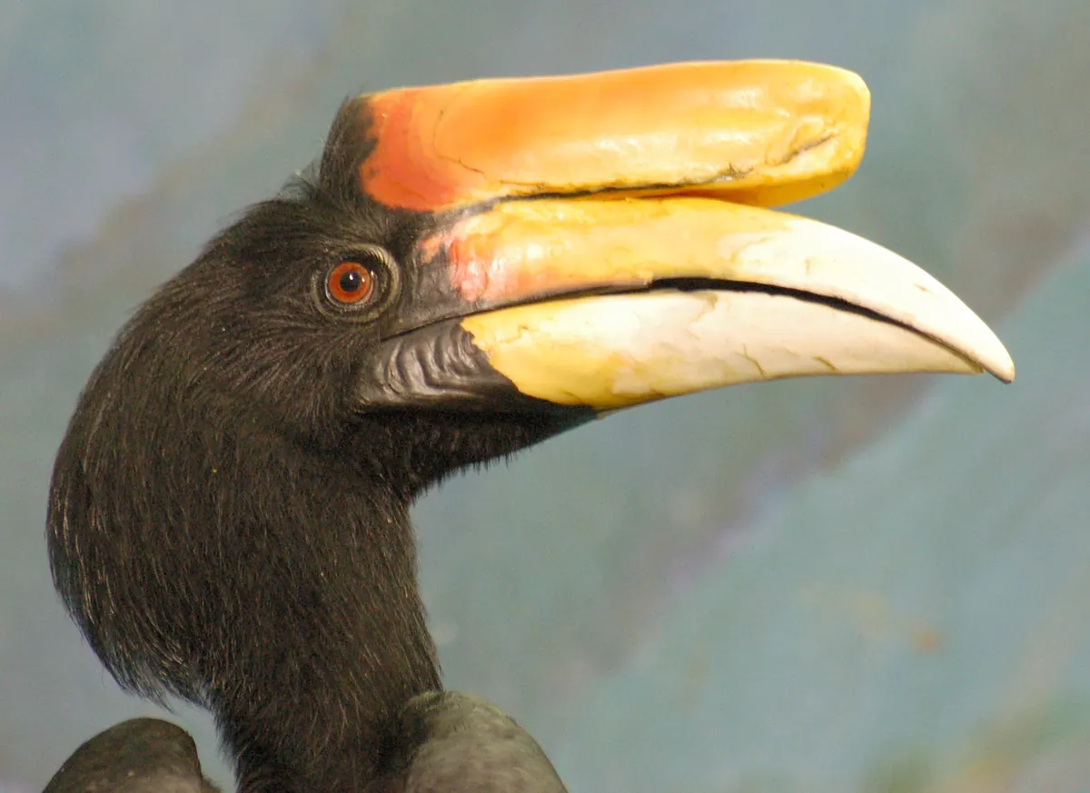 Close-up of a rhinoceros hornbill's head and its curved orange casque