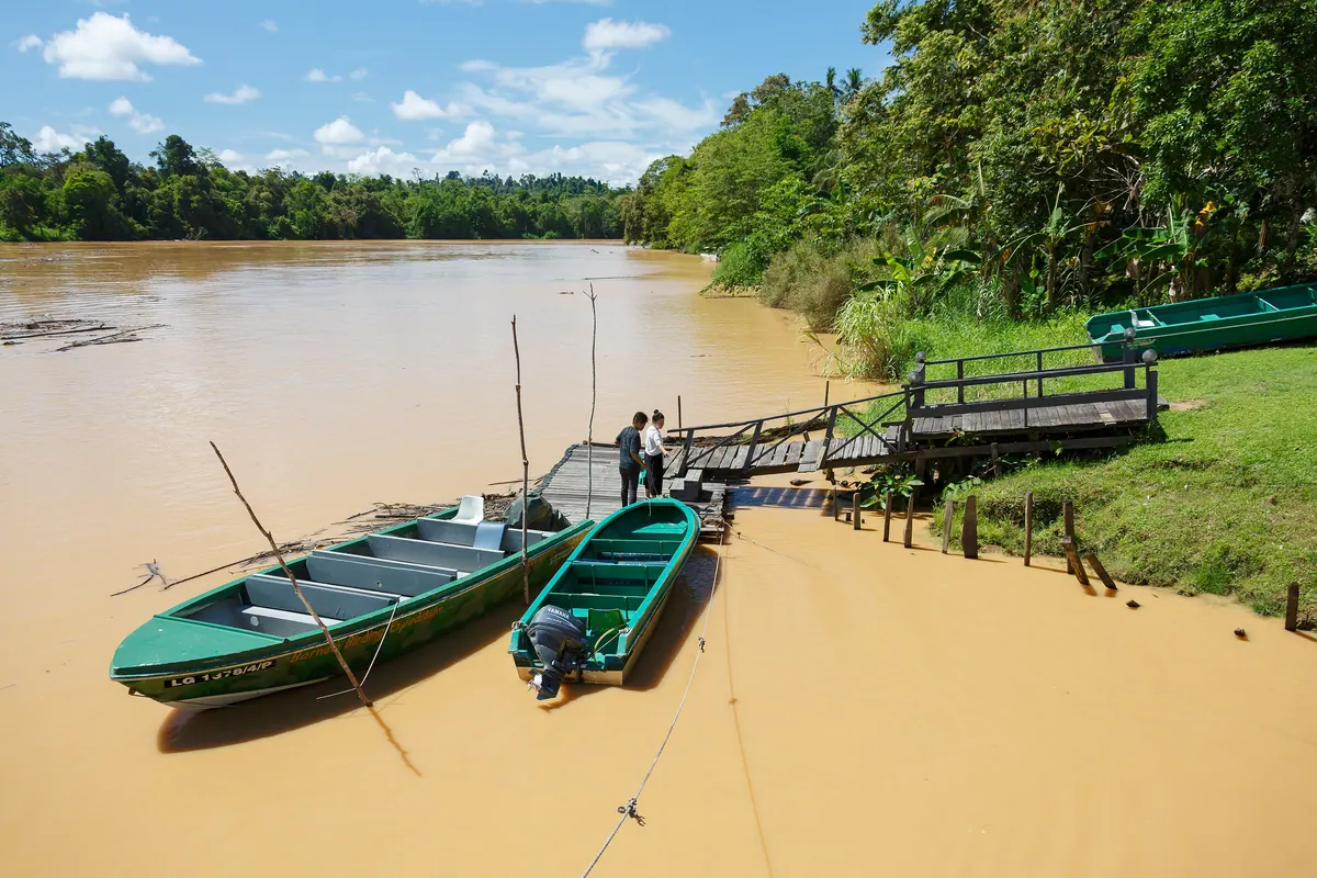 The wide brown Kinabatangan River at Sukau, lined with rainforest, where the boat cruises run