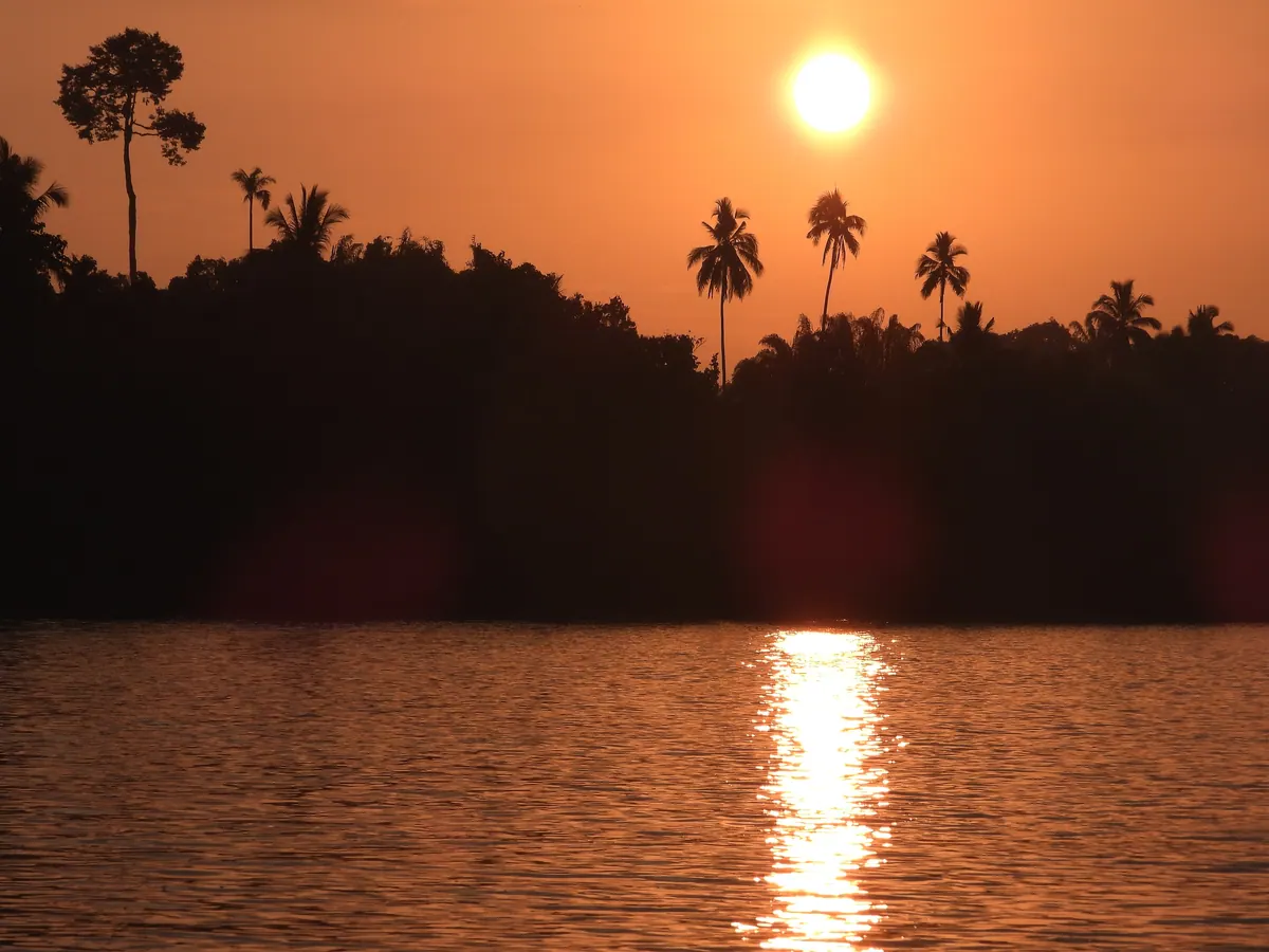 Sunset on the Kinabatangan, when proboscis monkeys gather in the riverside trees to roost