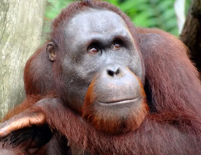 The Best of Borneo: Orangutans and Rainforests with Singapore add-on
