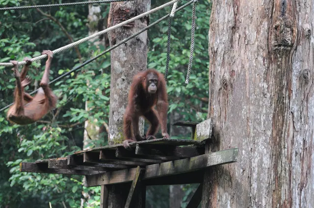 The Best of Borneo: Orangutans and Rainforests