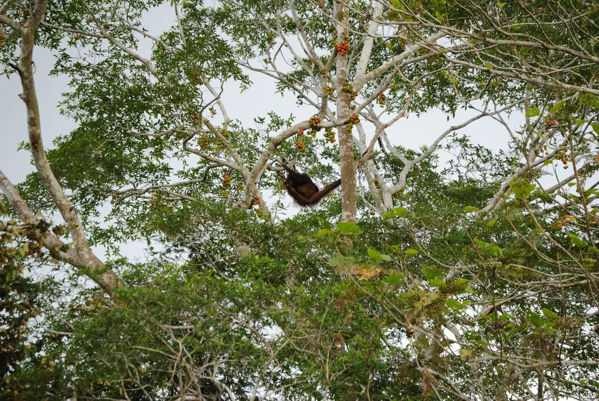A wild orangutan high in the trees by the Kinabatangan, the sighting every river trip hopes for