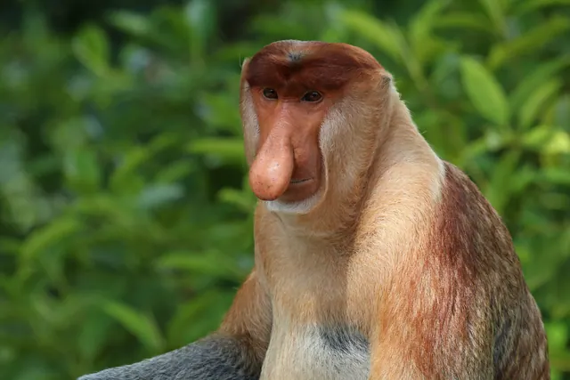 Proboscis monkeys