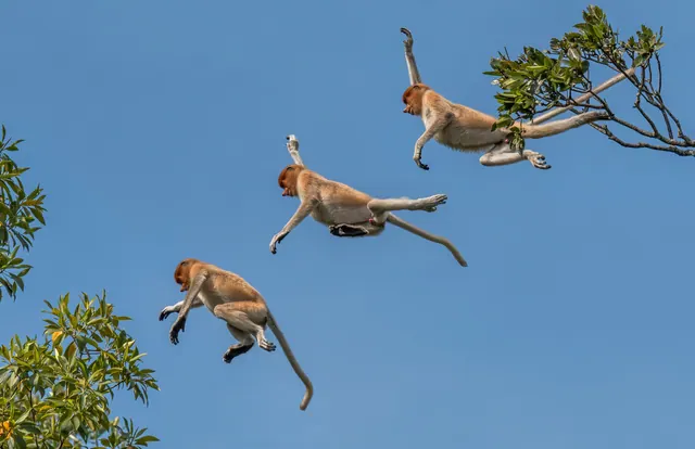 Wild Borneo