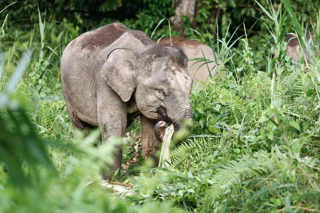 Borneo's Jungles and Orangutans