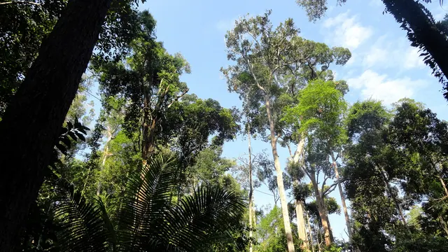 Borneo Sarawak and Sabah Discovery
